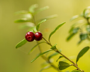 lingonberry on a bush in a wild forest close-up