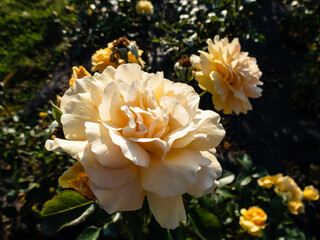 Rose 'Golden Years' flowering with clusters of lightly fragrant, cupped, fully double, golden yellow flowers from spring into autumn