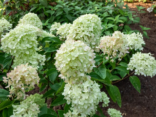 Hydrangea paniculata 'Little lime' - compact, bushy shrub flowering with profusion of large panicles, blossoms change color from soft lime green to creamy white in summer