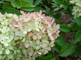 Hydrangea paniculata 'Little lime' - compact, bushy shrub flowering with profusion of large panicles, blossoms change color from soft lime green to creamy white in summer