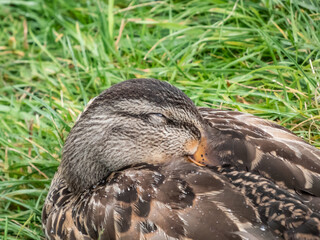 Close-up of adult female mallard or wild duck (Anas platyrhynchos) with predominantly mottled plumage resting and falling asleep in grass