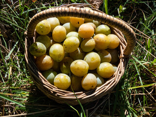 Close-up shot of a wooden creel basket full with yellow plums on the ground in sunlight in autumn