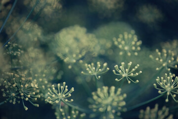 Green branches of dill close-up in soft focus place for your text. Beautiful natural green pattern.