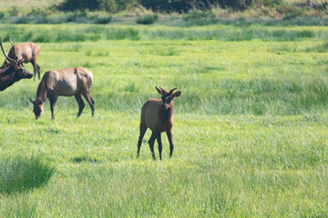A young Roosevelt Elk buck with little horns