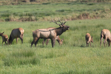 Obraz na płótnie Canvas A Roosevelt Elk Buck walking among the herd.
