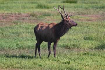 Fototapeta na wymiar A Roosevelt Elk Buck walking among the herd.