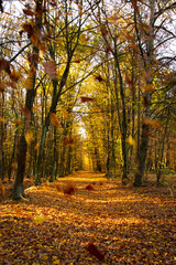 Obraz premium Autumn landscape. Yellow, red, orange and brown leaves. Fall foliage during autumn season with warm sunlight in the forest.