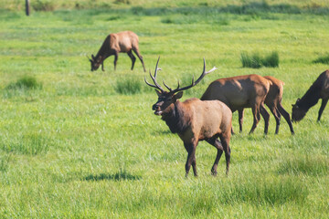 A Roosevelt Elk Buck walking among the herd.