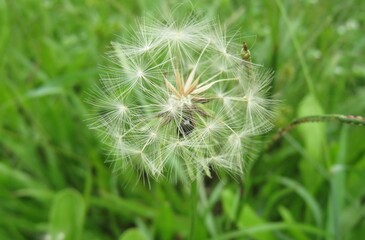 Fluffy dandelion flower in the meadow on natural green grass background