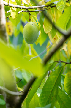 Ripening Asimina Fruit Growing On A Pawpaw Tree