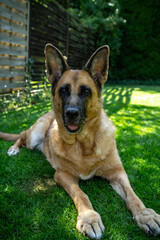 German Shepherd dog lay on grass in garden, aduld pet