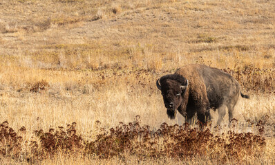 Lone Buffalo in the meadow