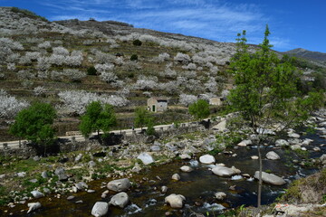 Fototapeta na wymiar Cherry blossom landscape, Jerte Valley, Spain
