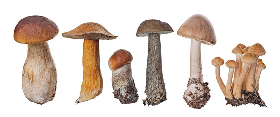 group of six edible mushrooms kinds isolated on white - obrazy, fototapety, plakaty
