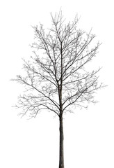 medium maple with bare branches isolated on white