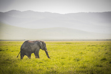 Elefant in der afrikanischen Savanne - obrazy, fototapety, plakaty