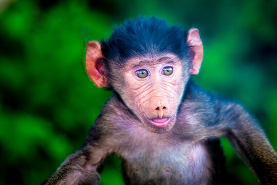 lustiger afrikanischer Rhesus-Affe