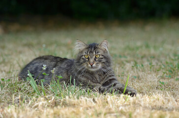 Domestic cat having rest outdoor in the middle of meadow