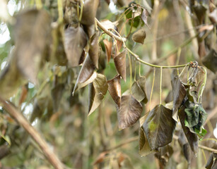 Close up at sick leaves among of dense vegetation.
