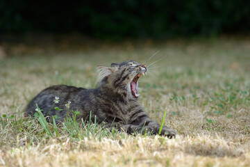 Gray cat yawning outdoor in the middle of meadow