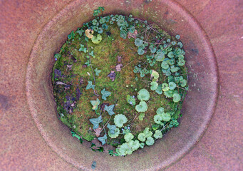 Plants growing inside rusty abandoned barrel thrown away in nature