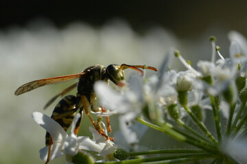 Guêpe parmi les petites fleurs
