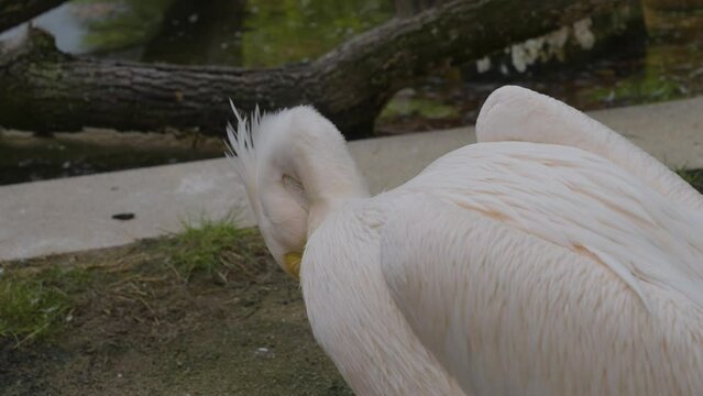 Close up of pelican sitting around