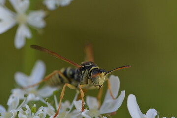 Guêpe butinant sur une sommité fleurie