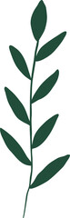 Plant green leaf. Botanical design element. 
