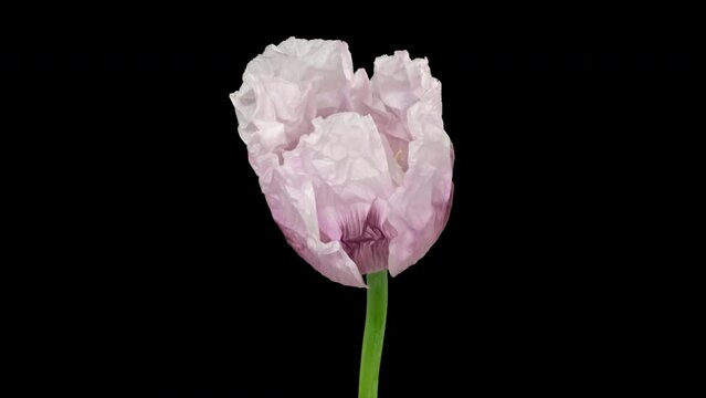 Timelapse opening opium poppy flower on pure black