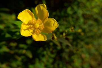 primer plano de una flor amarilla con un segundo plano desenfocado