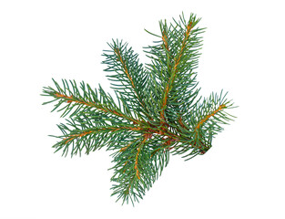 christmas tree branch isolated on white