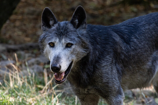 portrait of a grey wolf, graceful close up