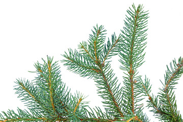 Fototapeta na wymiar branches of a pine isolated on white