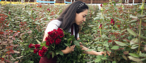 Flower greenhouse worker picking roses