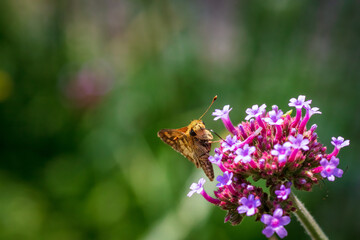 Small Beautiful Sachem (Atalopedes campestris) skipper Butterfly pollinating a pink flower.