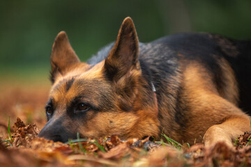 german shepherd dog