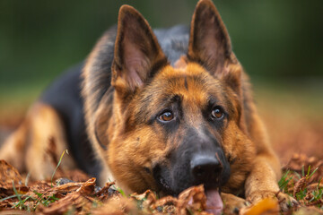 german shepherd portrait