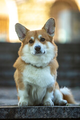 portrait of a dog corgi