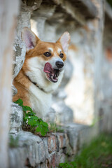 portrait of a dog corgi