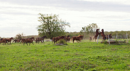 herd of horses