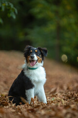 border collie puppy