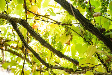 Green grapes hanging in the air
