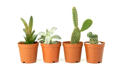Foto auf Alu-Dibond Kaktus im Topf Group of succulent cactus plant isolated on white background. Cactus in flower pot. Succulent background. Selective focus included.