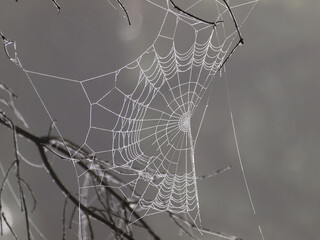 Frozen spider web. Frozen nature. A cobweb on the grass in a woods covered by iced frost.