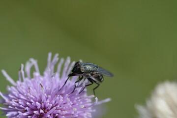 Petite mouche automnale butineuse