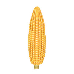 Corn cob realistic. Corncob natural meal. Ripe yellow maize. Product for cooking and vegan