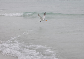 Royal Tern bird flying over the water with waves in the background