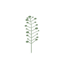 Floral design element. Botanical detail in a simple minimalist style. Green leaf. 