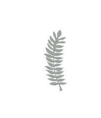 Floral design element. Botanical detail in a simple minimalist style. Green leaf. 